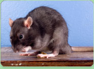 rat control Bishopstoke